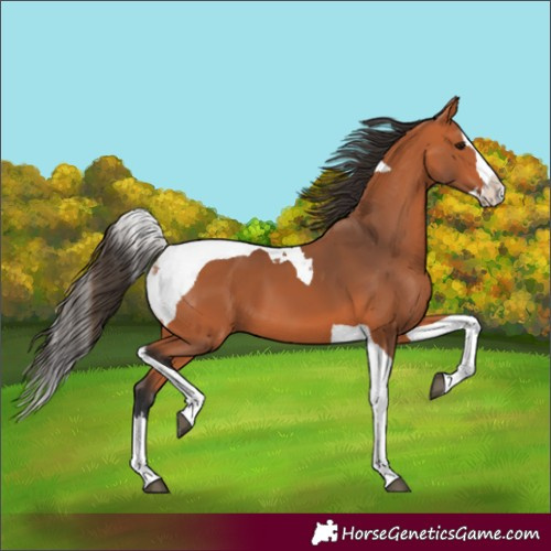 Horse Color:Bay Splash Tobiano