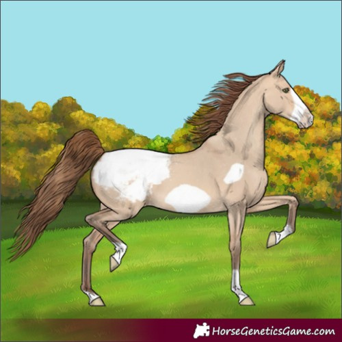Horse Color:Unknown 