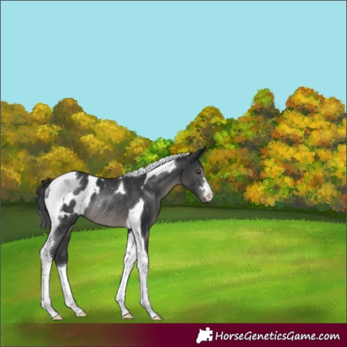 Horse Color:Black Tobiano Appaloosa Rabicano 