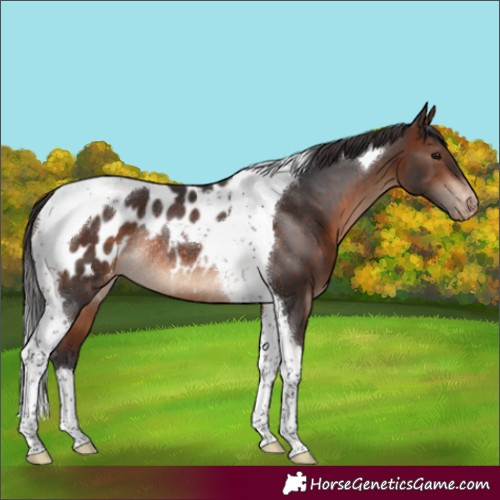 Horse Color:Brown Tobiano Appaloosa Rabicano
