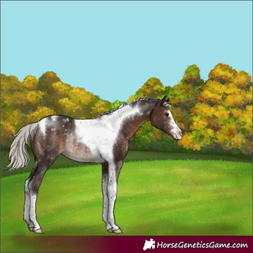 Horse Color:Silver Brown Tobiano Appaloosa Rabicano 