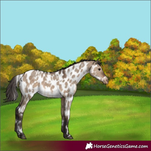 Horse Color:White Spotted Brown Dun Appaloosa 