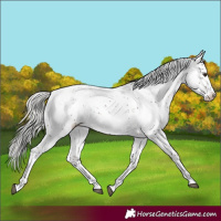 Horse Color:Silver Brown Sabino Appaloosa Rabicano