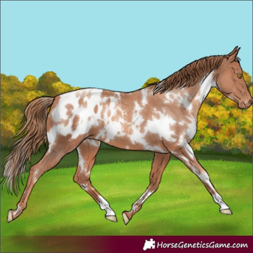Horse Color:White Spotted Gold Champagne Appaloosa 