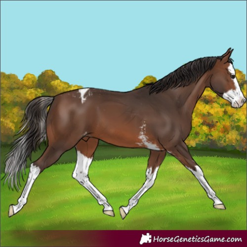Horse Color:Brown Sabino Splash Appaloosa 