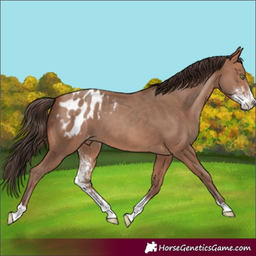 Horse Color:Sable Champagne Sabino Appaloosa