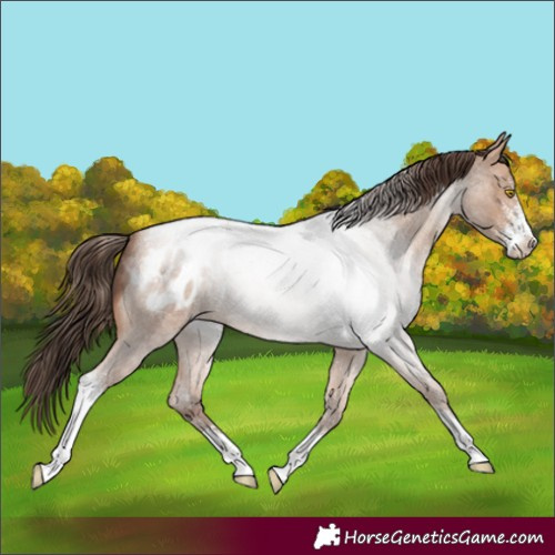 Horse Color:Amber Champagne Roan Sabino Appaloosa