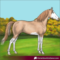 Horse Color:Gold Champagne Splash