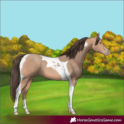 Horse Color:Amber Champagne Tobiano