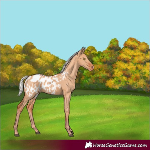 Horse Color:Silver Bay Dun Appaloosa Rabicano 
