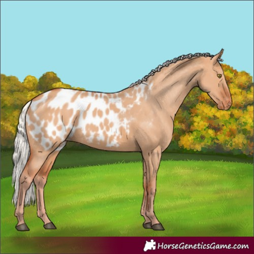 Horse Color:Silver Bay Dun Appaloosa Rabicano