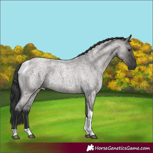 Horse Color:Grullo Roan Tobiano 