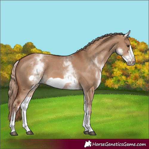 Horse Color:White Spotted Red Dun Frame 