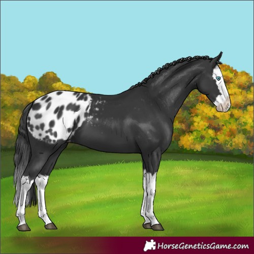 Horse Color:Black Splash Appaloosa 