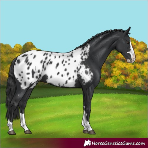 Horse Color:Black Splash Appaloosa 