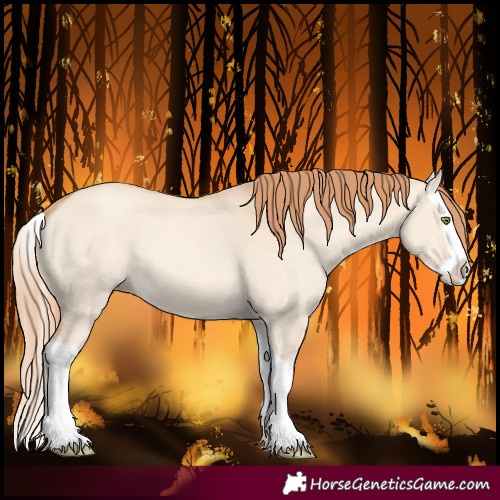 Horse Color:Gold Champagne Dun Splash 
