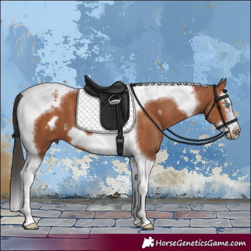 Horse Color:Bay Splash Tobiano Frame 