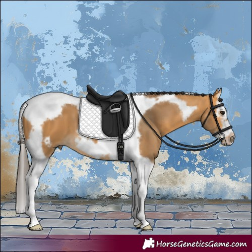 Horse Color:Buckskin Splash Tobiano Frame
