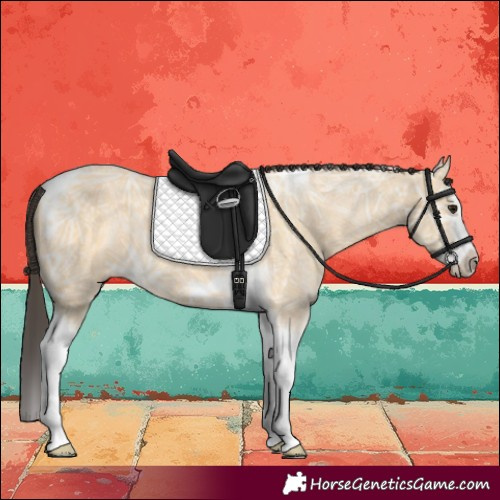 Horse Color:Buckskin Ice Splash Tobiano Frame 