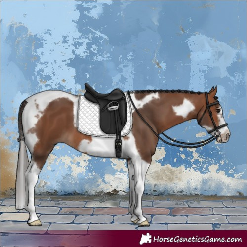 Horse Color:Bay Tobiano Frame