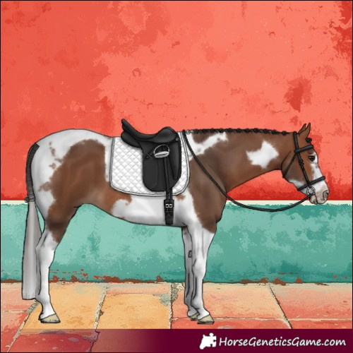 Horse Color:Bay Tobiano Frame 