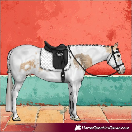 Horse Color:Buckskin Ice Splash Tobiano Frame 