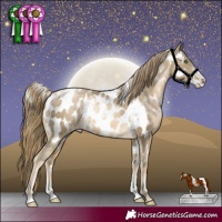 Horse Color:White Spotted Smoky Black Pearl Sabino Appaloosa Rabicano