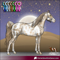 Horse Color:White Spotted Smoky Black Pearl Sabino Appaloosa Rabicano
