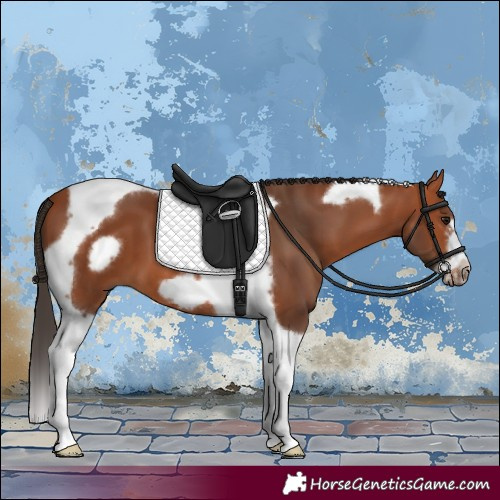 Horse Color:Bay Tobiano Frame