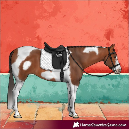 Horse Color:Bay Tobiano Frame 