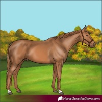 Horse Color:Chestnut 