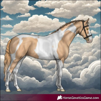 Horse Color:Gold Champagne Tobiano