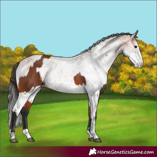 Horse Color:Bay  and White Spotted Bay 