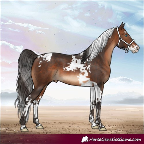 Horse Color:Brown Splash Tobiano