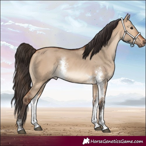 Horse Color:Bay Dun Sabino