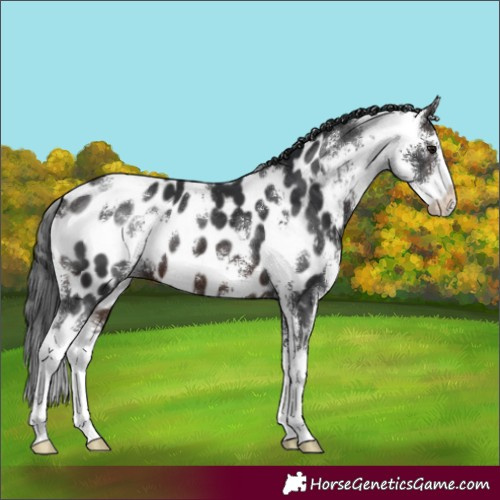 Horse Color:Brown Sabino Near Leopard 