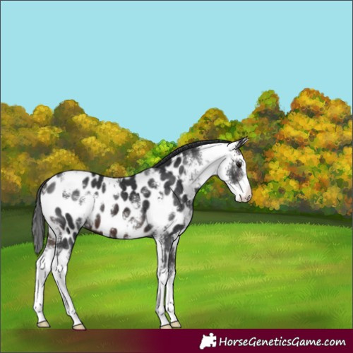 Horse Color:Brown Sabino Appaloosa 