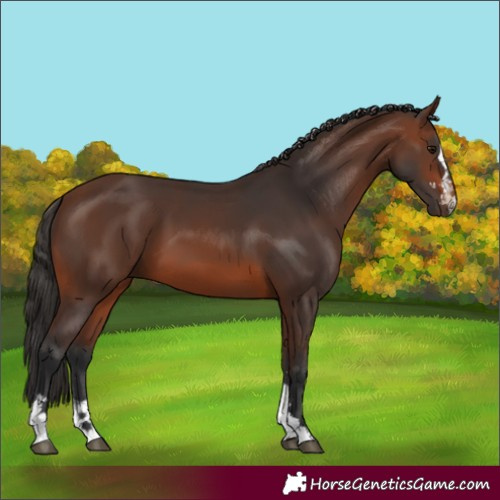 Horse Color:Brown 