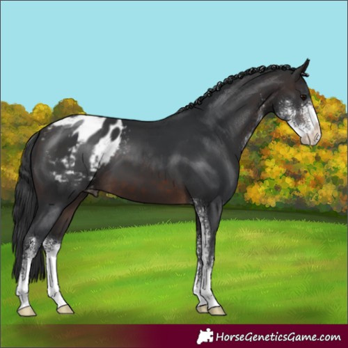 Horse Color:Brown Sabino Appaloosa 