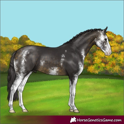 Horse Color:Buckskin Sabino 