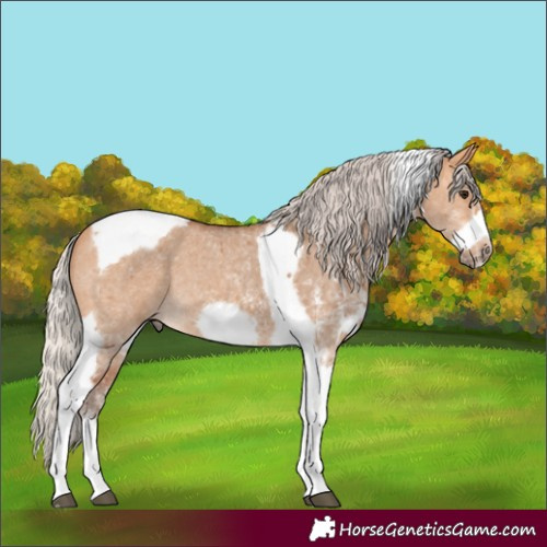 Horse Color:Silver Bay Dun Sabino Tobiano Frame Rabicano