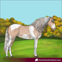 Horse Color:Silver Bay Dun Sabino Tobiano Frame Rabicano