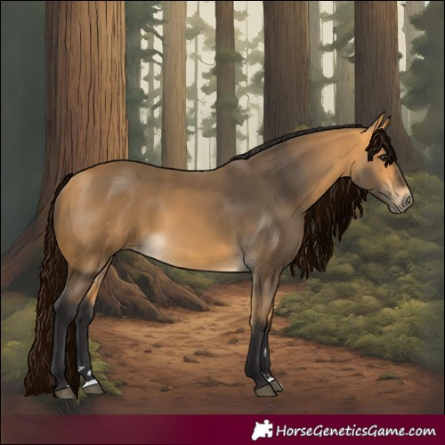 Horse Color:Buckskin