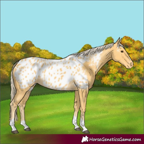Horse Color:Palomino Tobiano Appaloosa