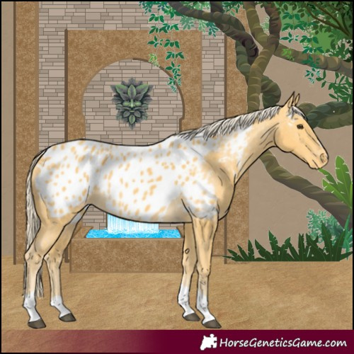 Horse Color:Palomino Tobiano Appaloosa