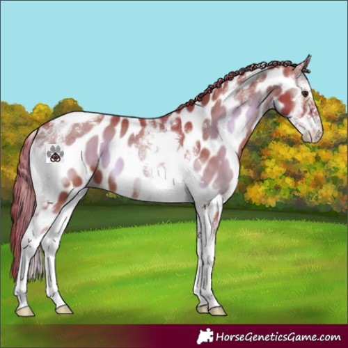 Horse Color:Watercolor Liver Red Onyx Sabino Tobiano Near Leopard