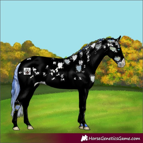 Horse Color:Watercolor Bay Sabino Splash 