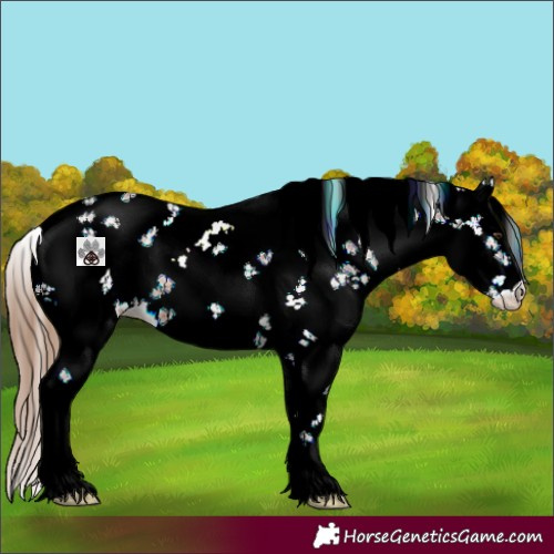 Horse Color:Chestnut Sabino
