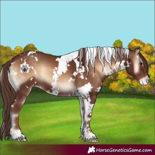 Horse Color:White Spotted Red Onyx Appaloosa