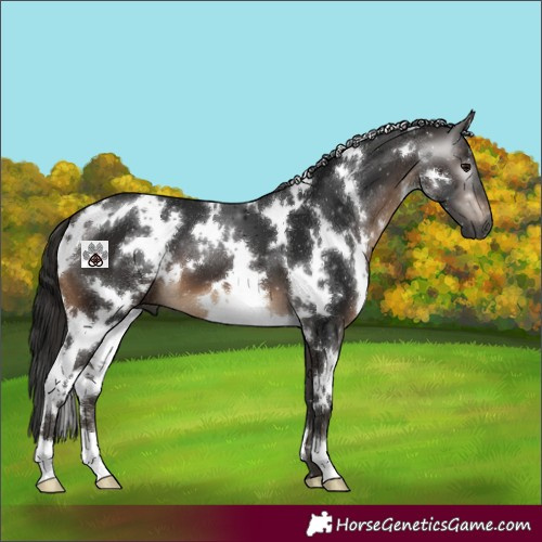 Horse Color:Gray White Spotted Bay